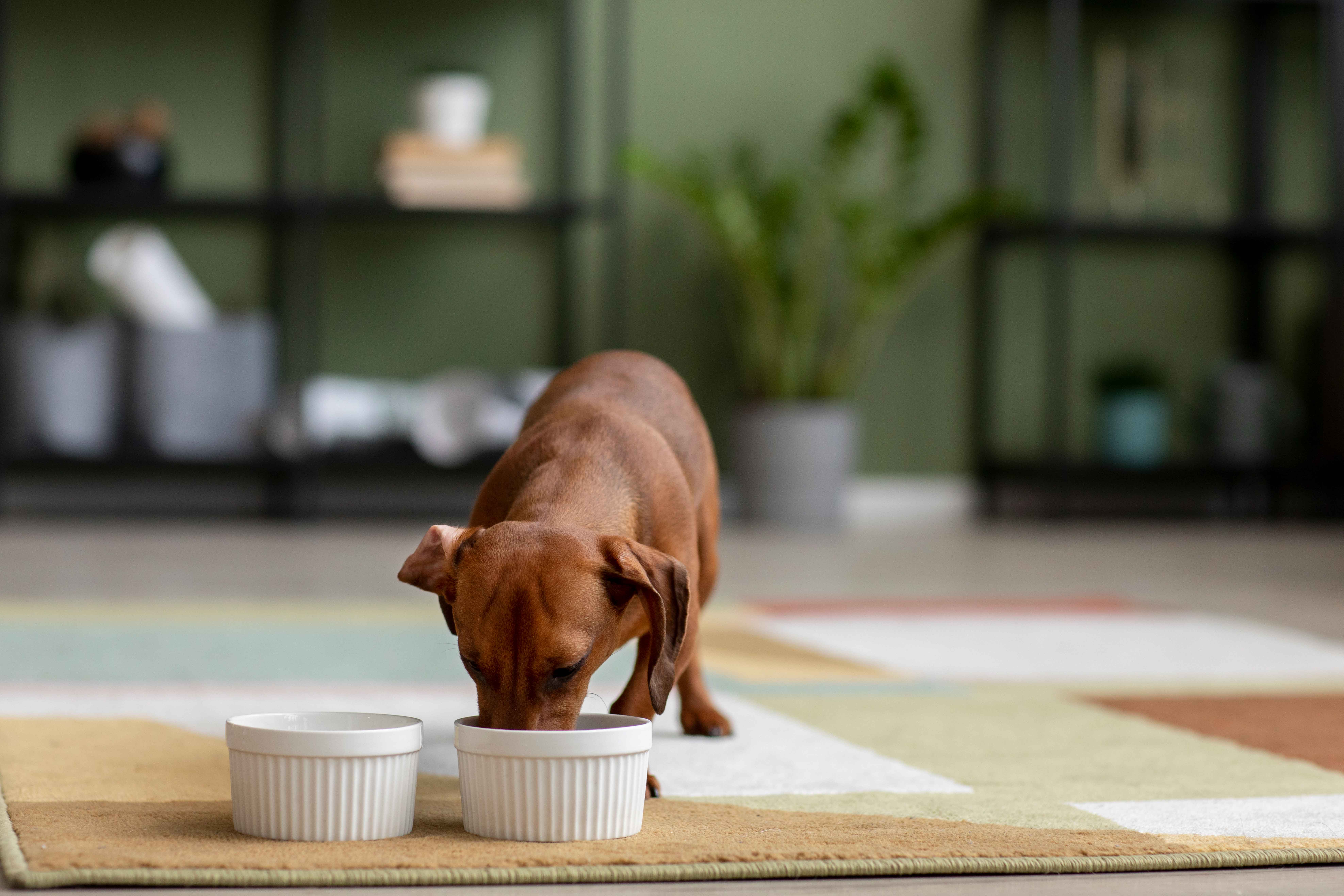 Cachorro de porte pequeno comendo sobre um tapete dentro de casa